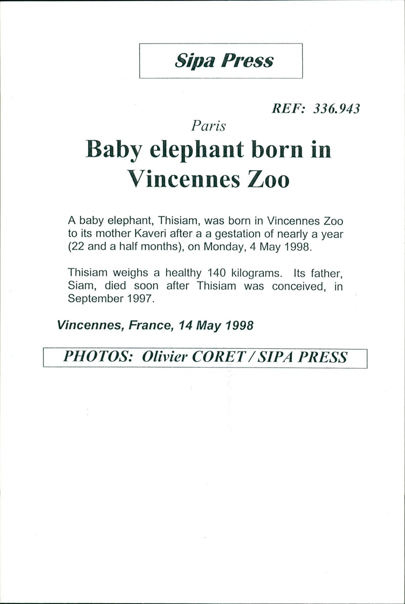 Elephants Indian - Vintage Photograph