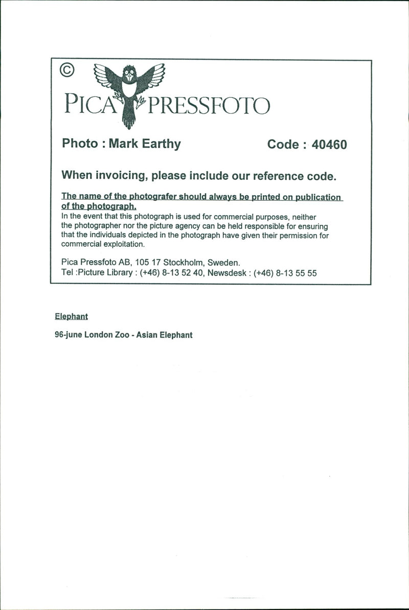 Elephants Indian - Vintage Photograph