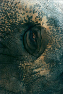 Elephants Indian - Vintage Photograph