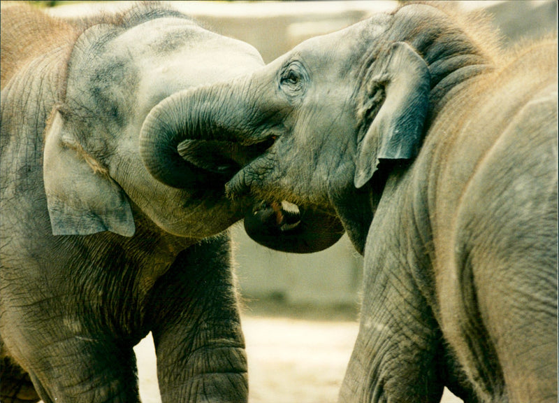 Elephants Indian - Vintage Photograph