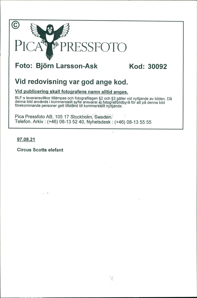 Elephants Indian - Vintage Photograph