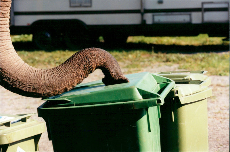 Elephants Indian - Vintage Photograph