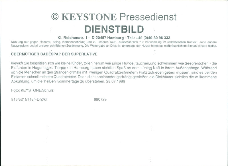 Elephants Indian - Vintage Photograph