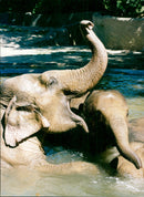Elephants Indian - Vintage Photograph