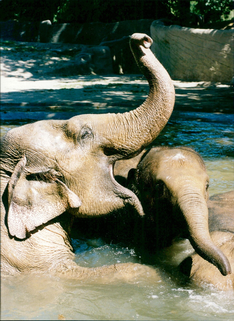 Elephants Indian - Vintage Photograph