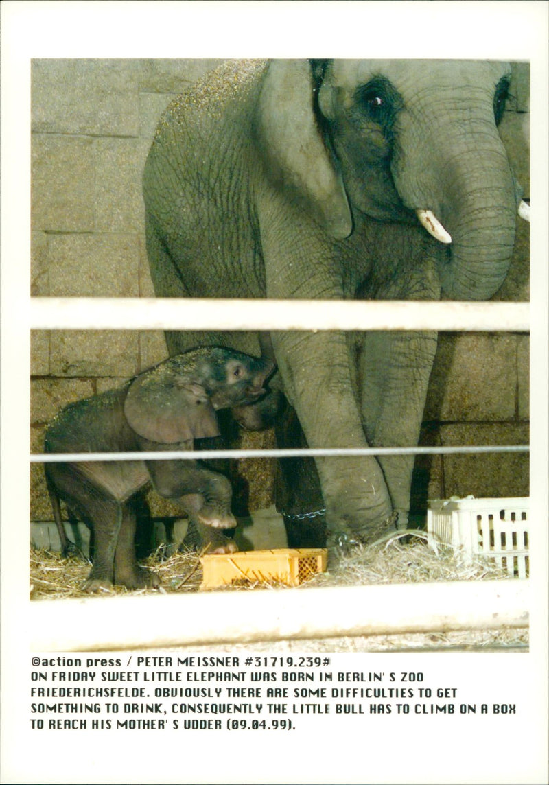 Elephants Indian - Vintage Photograph