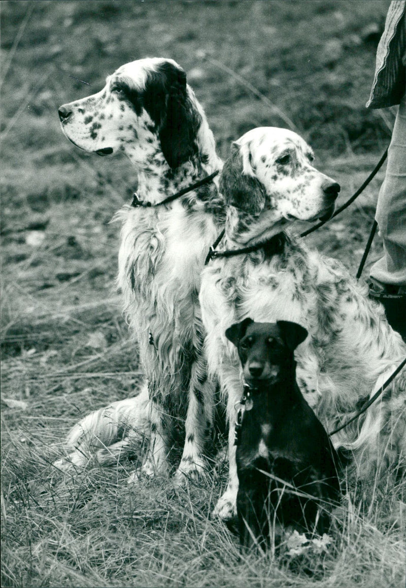 Real Animal Dogs English Setter - Vintage Photograph