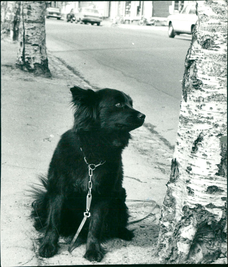 Real Animal Dogs Lap Dog - Vintage Photograph