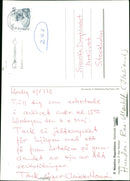 Real Animal Dogs Mastiff - Vintage Photograph