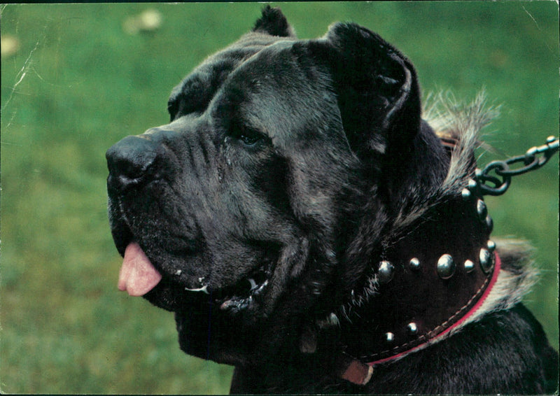 Real Animal Dogs Mastiff - Vintage Photograph