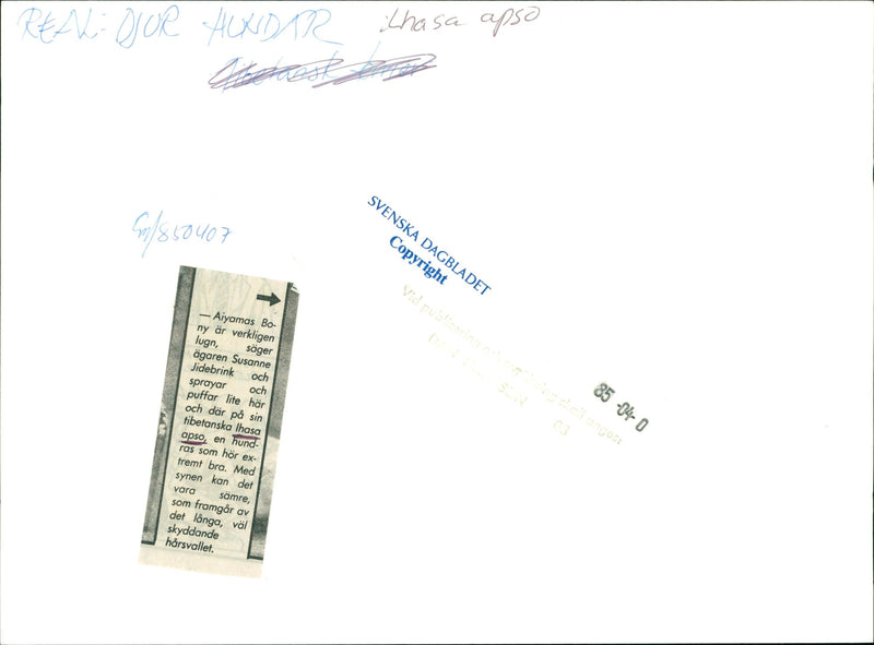 Real Animals Dogs Lhasa apso - Vintage Photograph