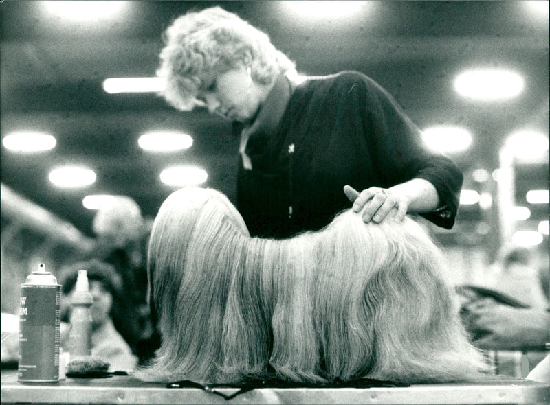 Real Animals Dogs Lhasa apso - Vintage Photograph