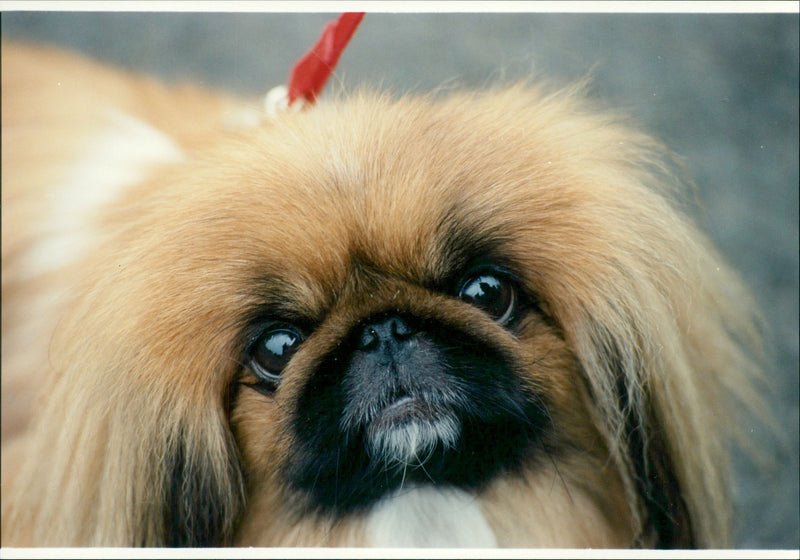 Real Animal Dogs Pekingese - Vintage Photograph