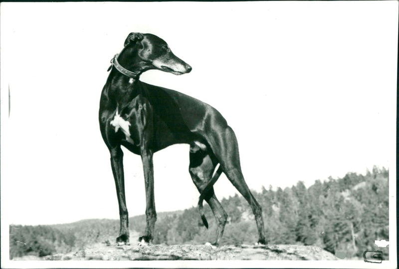 Real Animal Gryhound Dogs - Vintage Photograph