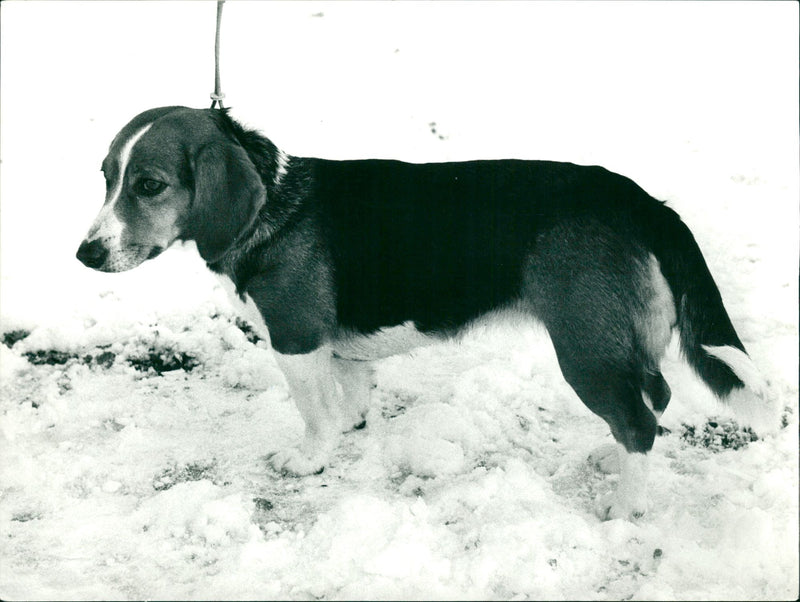 Real Animal Dog Drever - Vintage Photograph