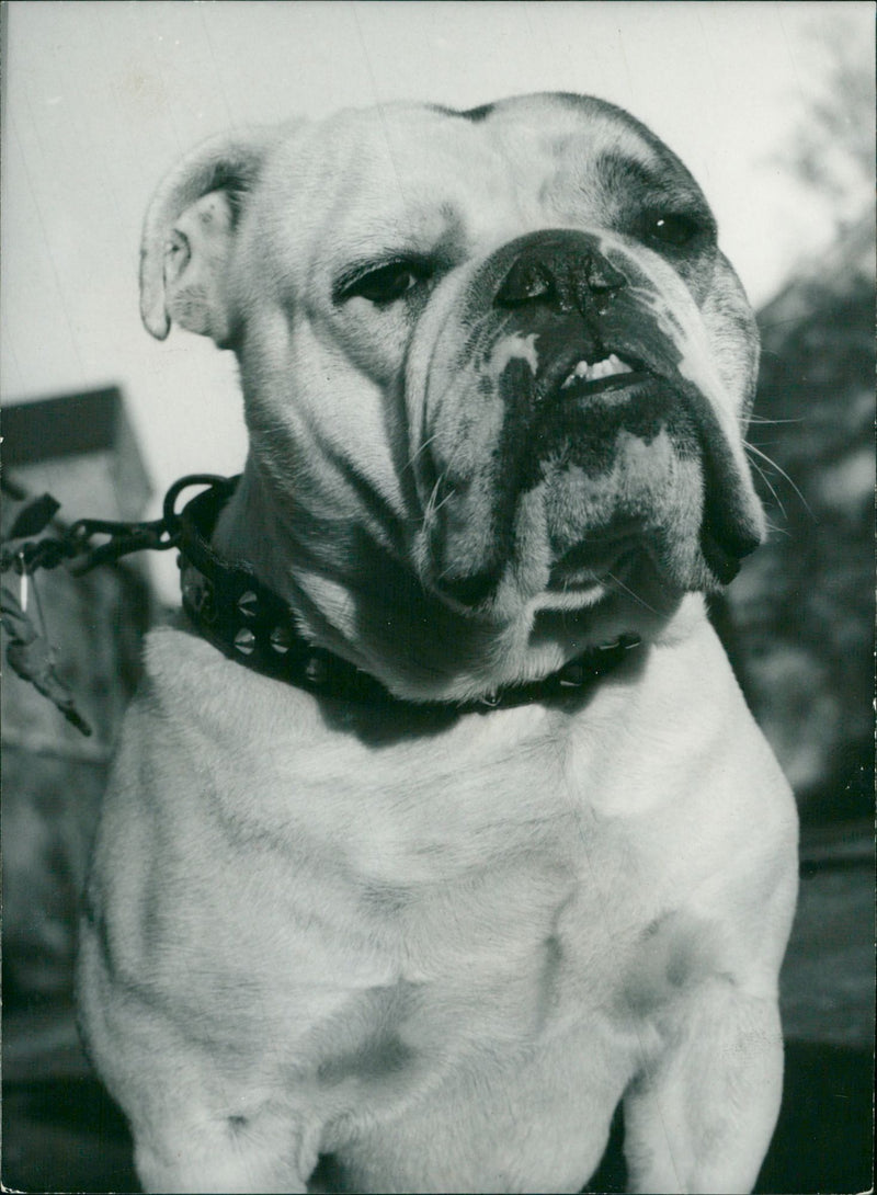 Real Animal Dogs English Bulldog - Vintage Photograph