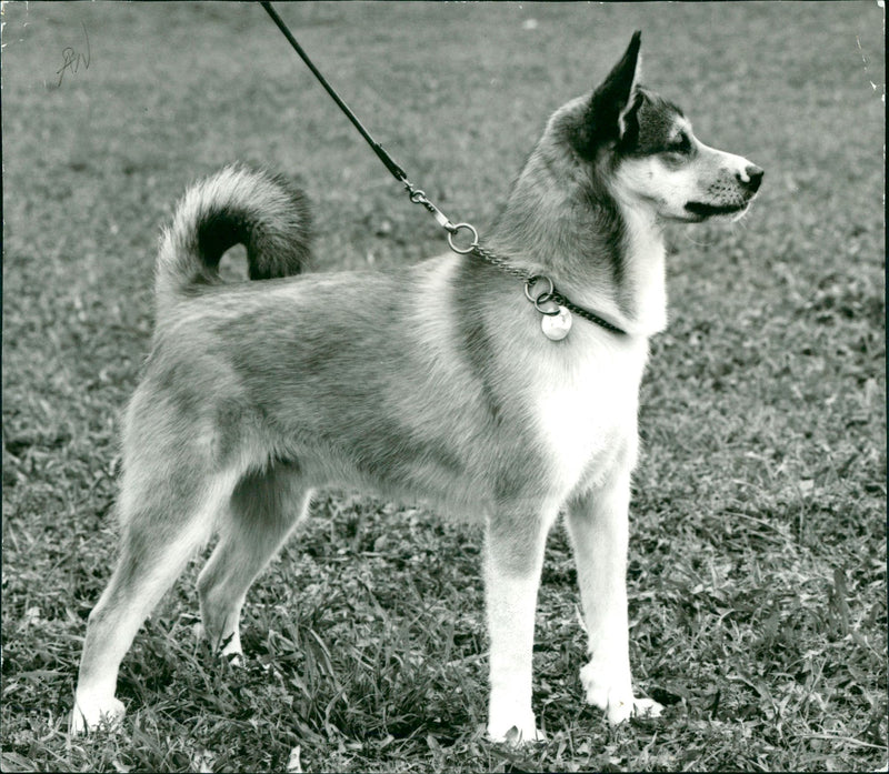 Real Animal Dogs Puffin - Vintage Photograph