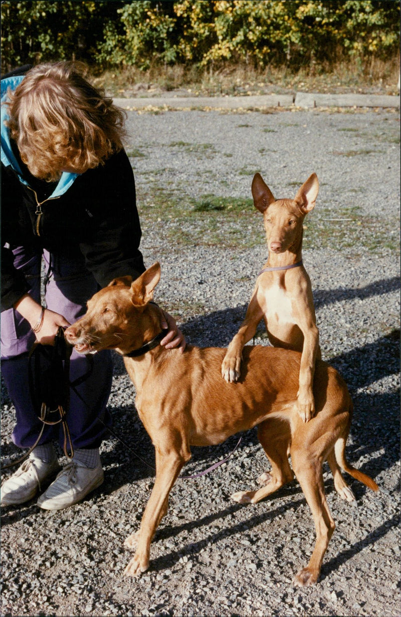 DIR HOUNDS PHARAOHHOND REAL ANIMAL GBEN WEINIVART - Vintage Photograph