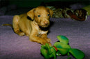 1989 DOGS WAN ANIMALS FARACHUND PHOTO PHARAOH DOG WEEKS REAL - Vintage Photograph