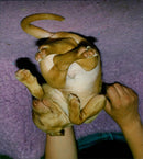 DOGS MONTHS PHARAOHHOUND ANIMALS PHOTO REAL FARACHANDRAP - Vintage Photograph