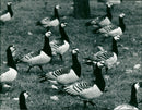REAL ANIMALS Peacocks White-headed goose - Vintage Photograph