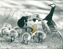 REAL ANIMALS Peacocks White-headed goose - Vintage Photograph