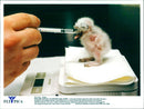 A Nine Days Old Burrowing Owl Chick Is Fed Water Through A Syringe - Vintage Photograph