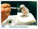 A Nine Days Old Burrowing Owl Chick Is Fed Water Through A Syringe - Vintage Photograph