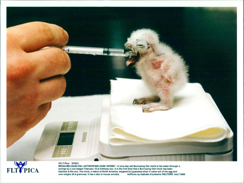 A Nine Days Old Burrowing Owl Chick Is Fed Water Through A Syringe - Vintage Photograph