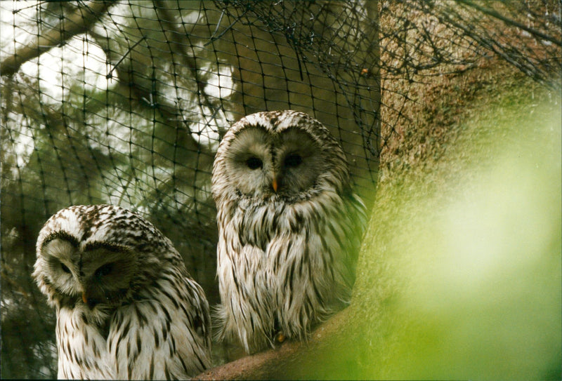 The Animal Park in Bohuslan Park - Vintage Photograph