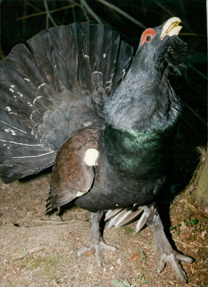 Real Animal Birds Bulls - Vintage Photograph