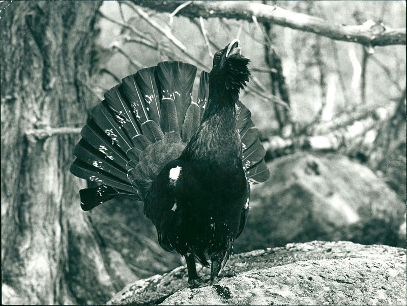 Real Animal Birds Bulls - Vintage Photograph