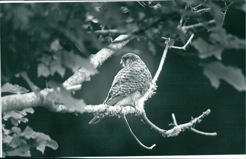 Real Animal Birds Tower Falcon - Vintage Photograph