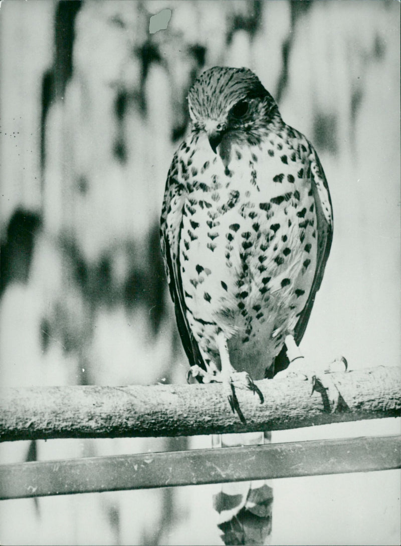 Real Animal Birds Tower Falcon - Vintage Photograph