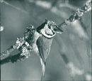 Real Animals Birds crested tit - Vintage Photograph