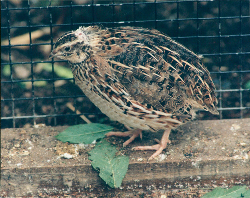 Real Animal Birds Quail - Vintage Photograph