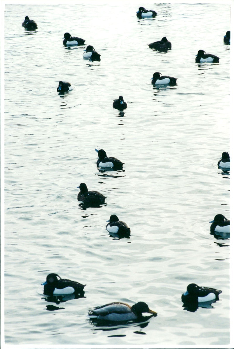 Real Animal Birds Vigg - Vintage Photograph