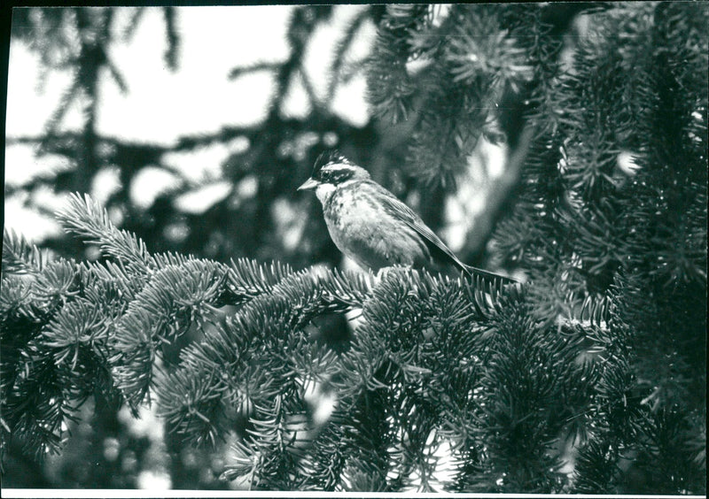 Real Animal Birds Widespread - Vintage Photograph