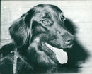 Real Animal Dogs Hovawart - Vintage Photograph
