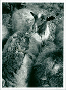 Real Djur Far - Vintage Photograph