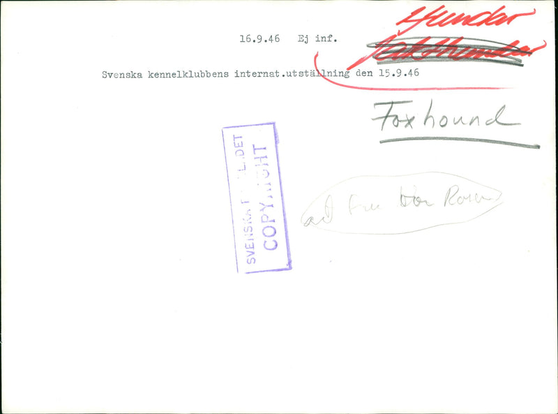 Fox Dog - Vintage Photograph