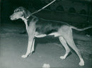 Fox Dog - Vintage Photograph