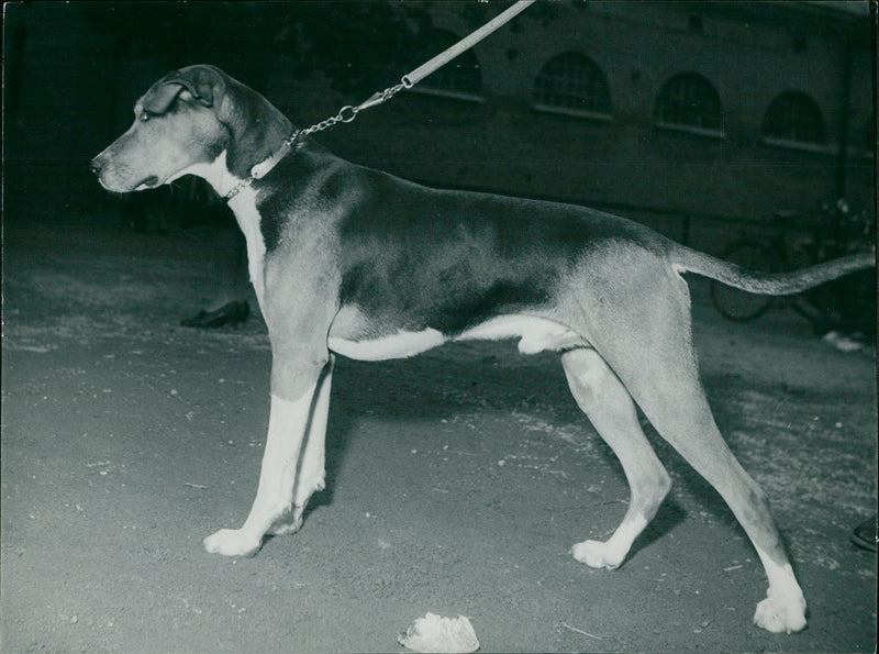 Fox Dog - Vintage Photograph