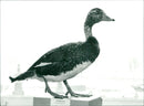 Real Animals Birds and steamer duck - Vintage Photograph