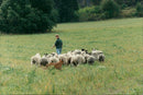 1989 RICA HUMANS ANIMALS RURAL OSTLIND EARTHBRUCK KENT MILJO NYGREN LENNART - Vintage Photograph