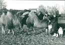 GAR HAS ANIMALS ESLOV NELER OKG LISKA TRUE ELP NYGREN LENNART PRESS LAMA - Vintage Photograph