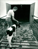 HAS ANIMALS AFTER GET GRASS RAIN GABLE JUST SOON MATS NYGREN LENNART - Vintage Photograph