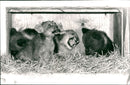 Kolmården wildlife park - Vintage Photograph