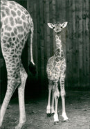 Kolmården wildlife park - Vintage Photograph