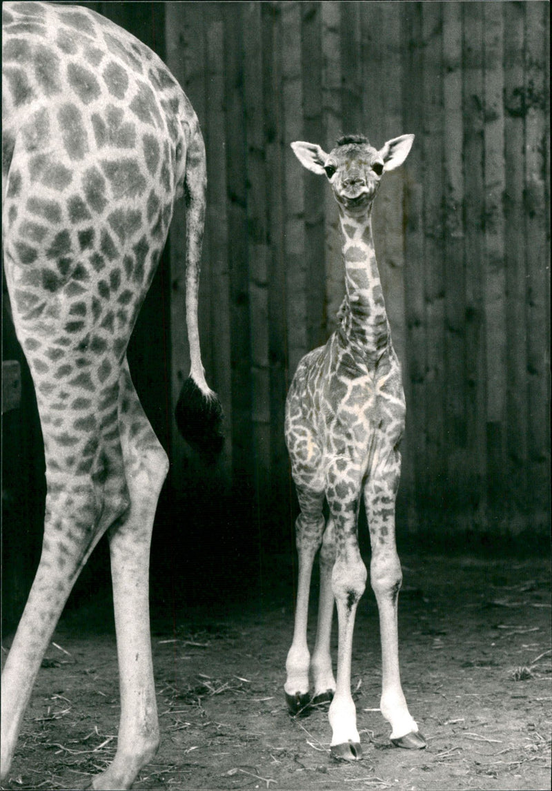 Kolmården wildlife park - Vintage Photograph